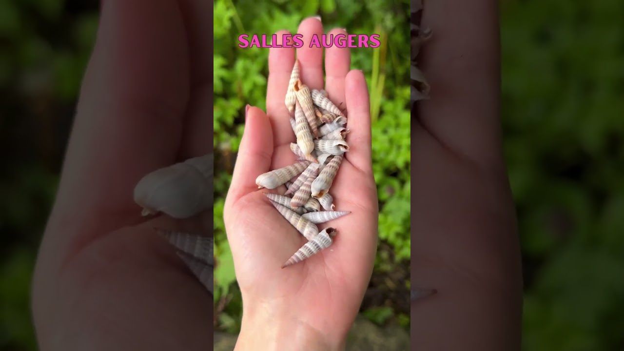 Florida Shelling Rare Salles Augers #FLshelling