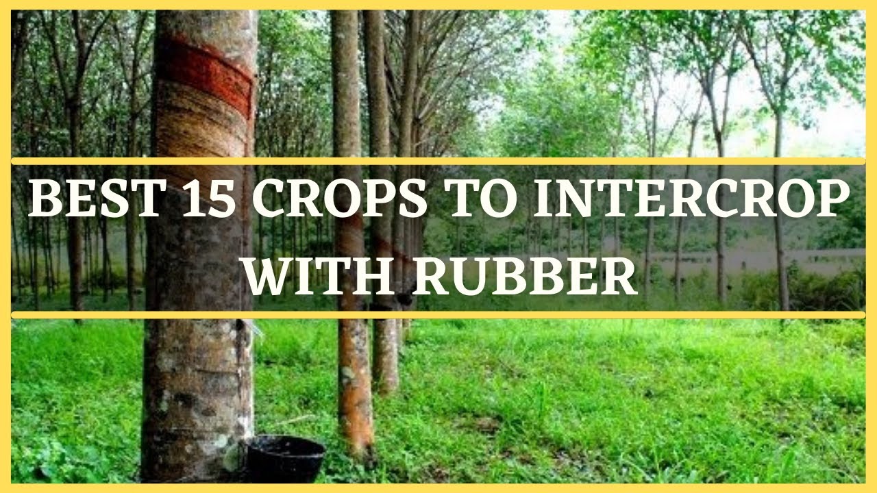 RUBBER INTERCROPPING: BEST 15 CROPS TO INTERCROP WITH RUBBER | VEGETABLES TO INTERCROP WITH RUBBER