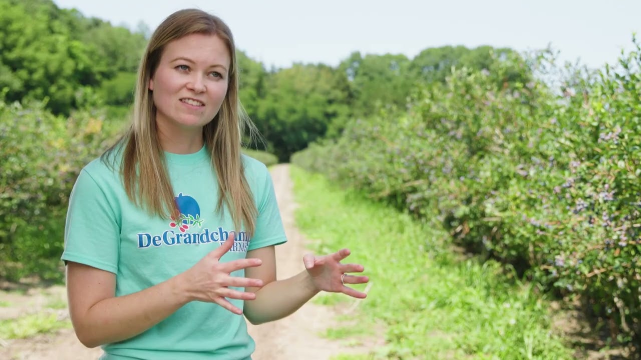 Michigan Blueberries--longer version