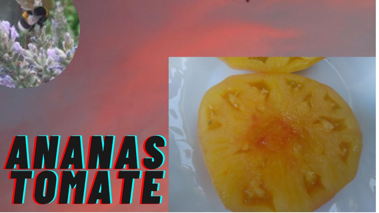 Tomatensorten : Sortenprofil Ananastomate eine der besten Fleischtomaten
