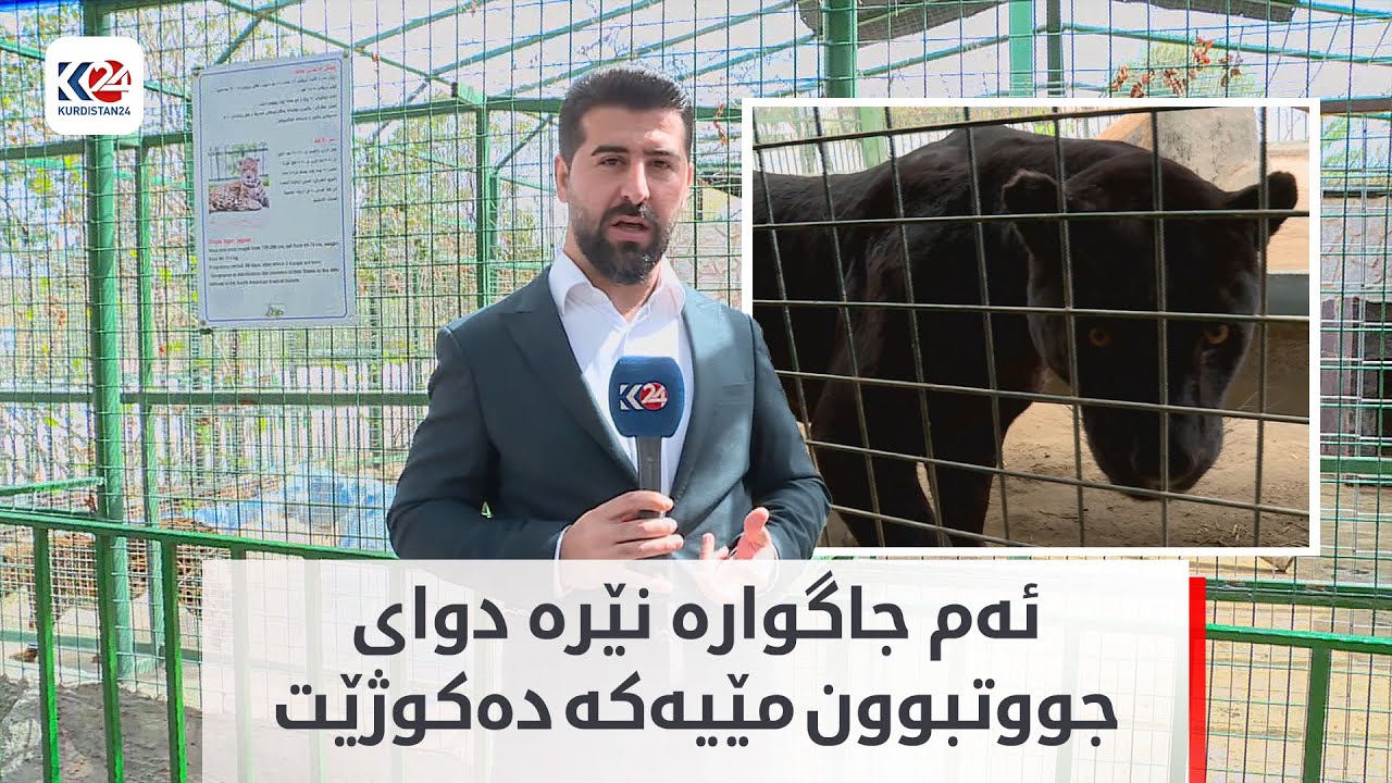 جاگوارێکی ڕەش لە باخچەی ئاژەڵانی هەولێر هەیە