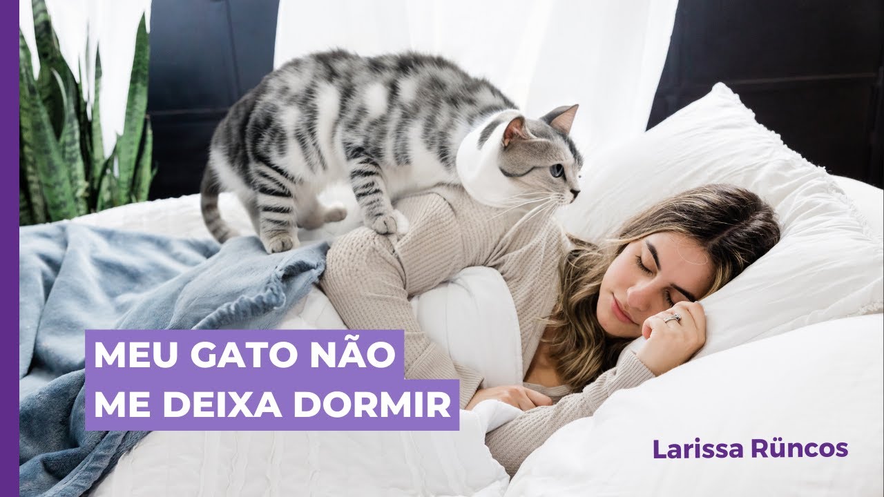 Seu gato não te deixa dormir? Descubra como resolver