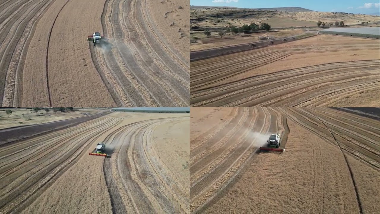 שיבולת בשדה - קציר The wheat harvest in  the Jordan Valley, Israel