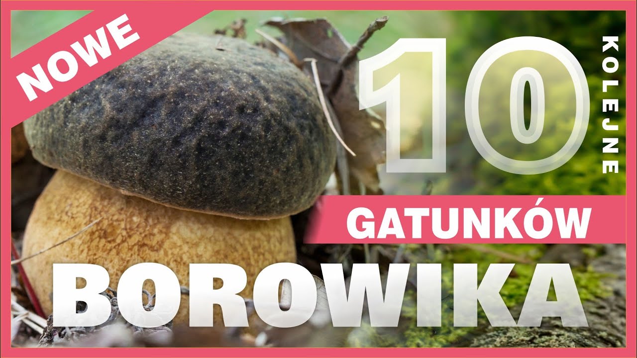10 Nowych Gatunk&oacute;w Borowika &ndash; Ciekawe, Piękne, Trujące i Pyszne Borowiki, Ponury i Inne!