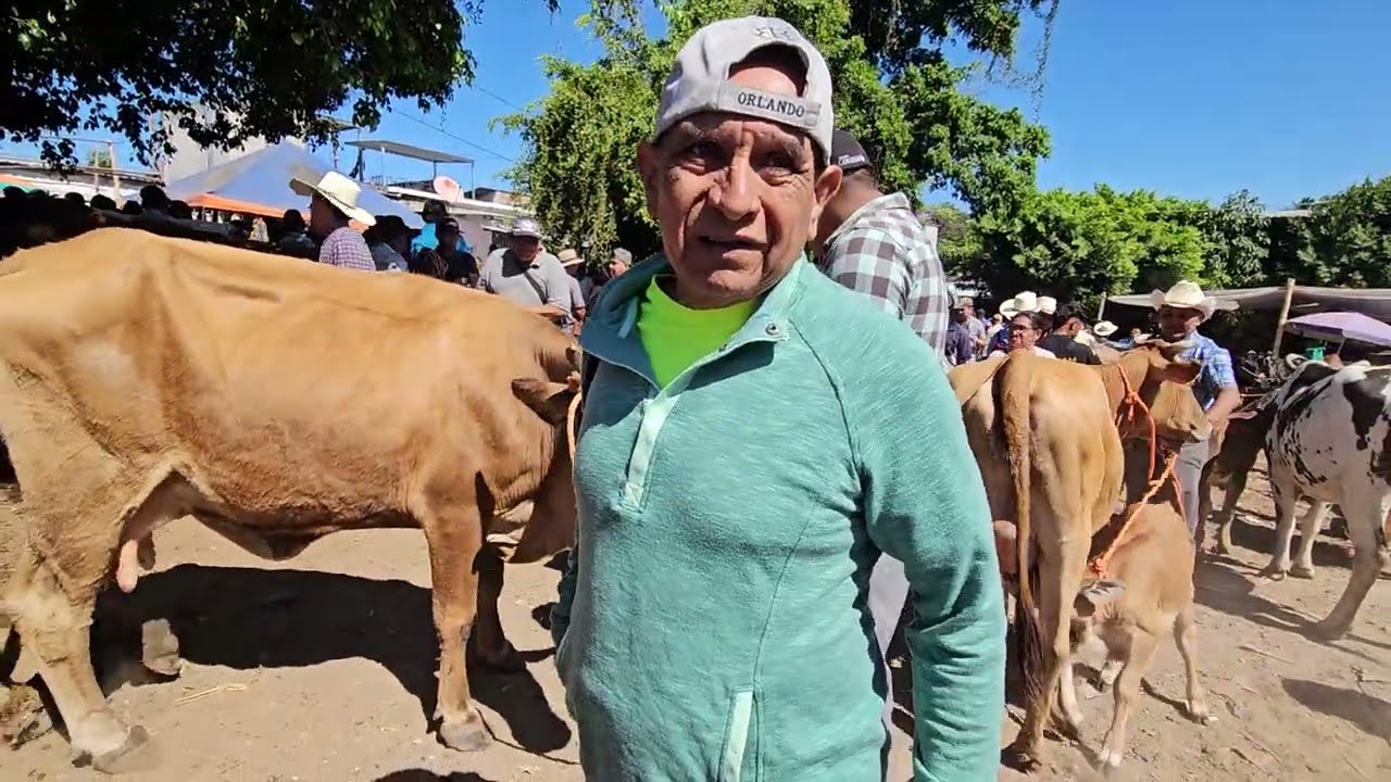 PRECIO de los caballos🐴 las Vacas🐄 y los Cerdos🐷 en el tiangue de San Rafael Cedros