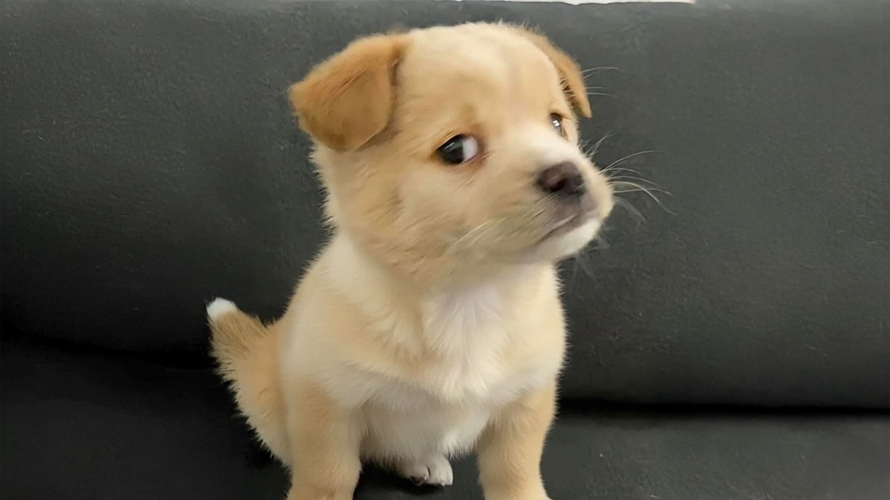You Will Die From the Cuteness of These Dogs 😍 Top Funniest Puppies in the World!