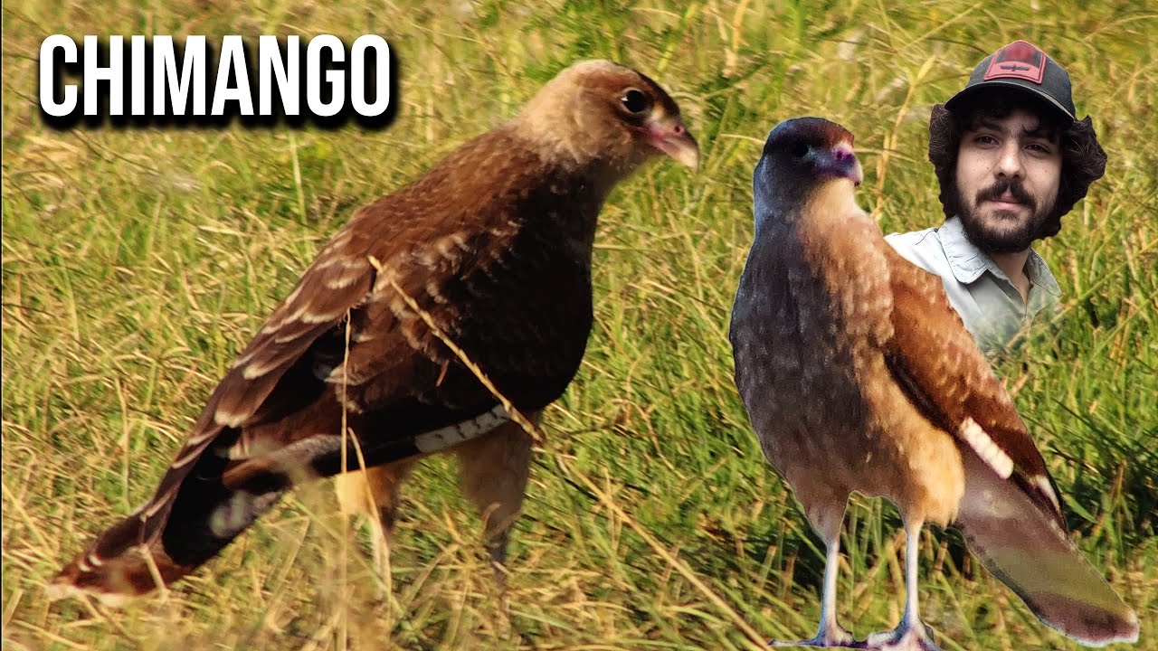 Chimango 4K (Milvago chimango) Chimango caracara
