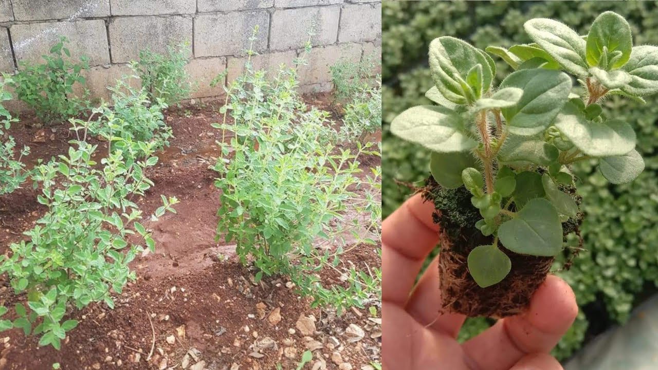 طريقة عبقرية لزراعة الزعتر بكل سهولة