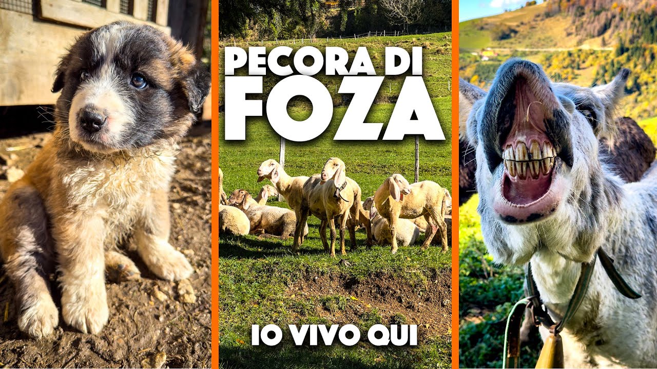 L’antica pecora di Foza: il progetto di reintroduzione di Filippo Menegatti | Episodio 3