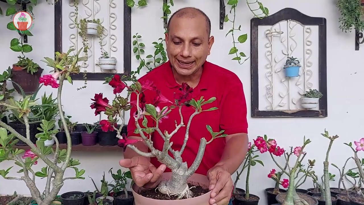 Como lograr INJERTOS exitosos en ARBOL del DESIERTO