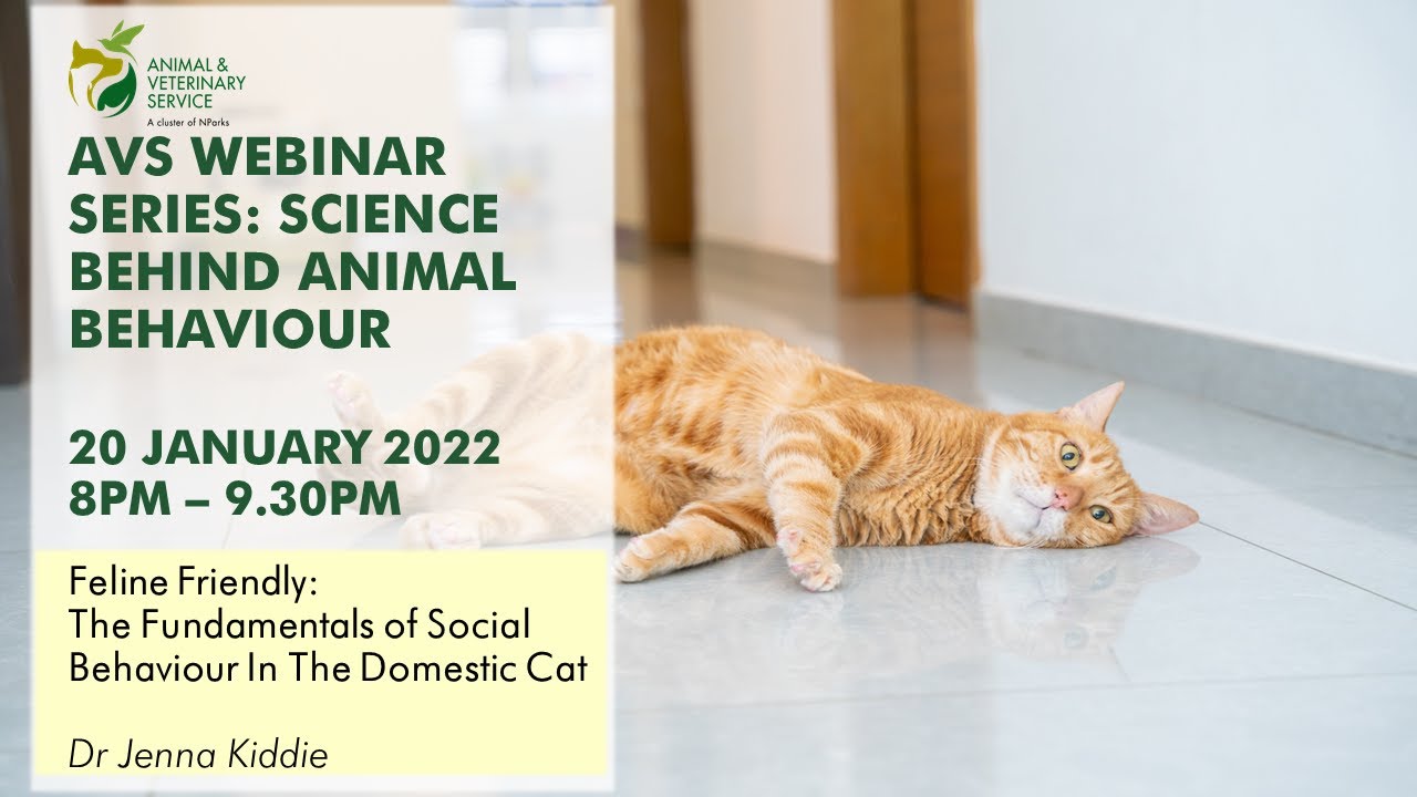 AVS Free Webinar Series | Feline Friendly: The Fundamentals of Social Behaviour in the Domestic Cat