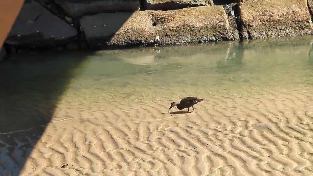 Cute duck