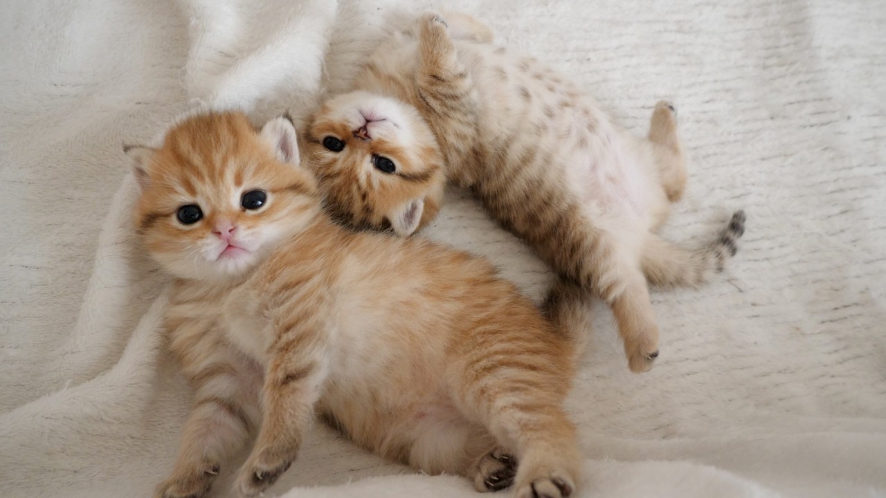 I will let you know the names of Lili's kittens.