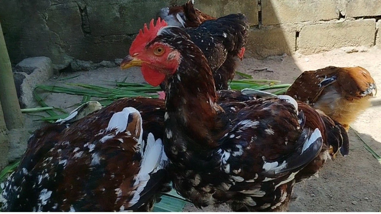 Recria de gsb galinha sertaneja balão 2026