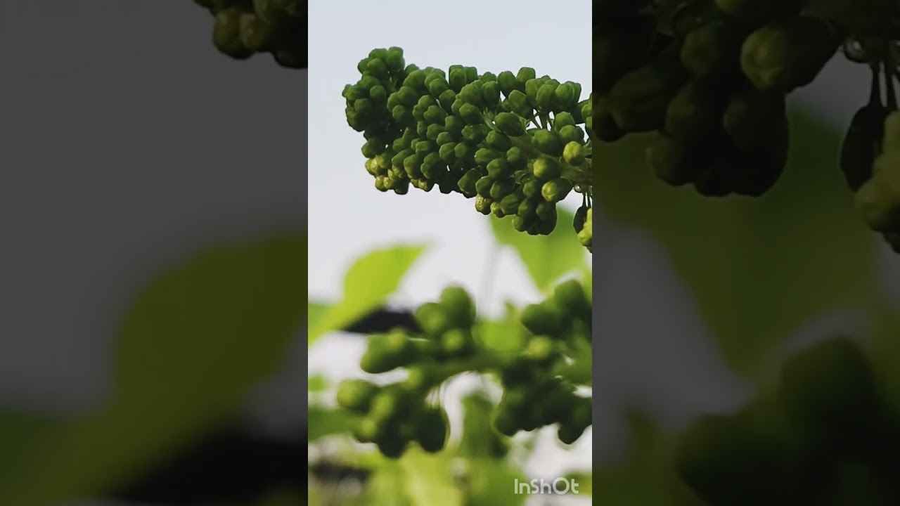 আমার চ্যানেল মনি গার্ডেন। দেখছেন বাইকোনুর angur গাছের আজকের ছবি। #grapes#everyone 