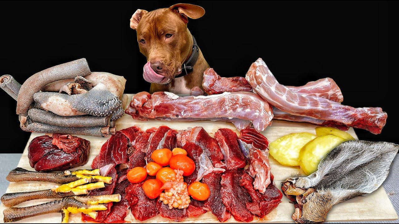 BEST DOG ASMR PITBULL EATING RAW FOODS