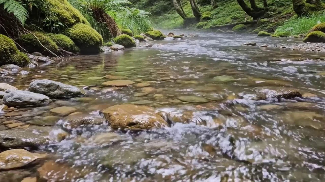 Peaceful River Fishing ASMR 🎣 Soft Nature Sounds | Stress Relief | Live