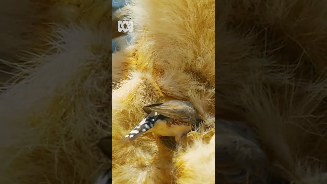 Zebra Finch nests inside dead dingo's butt | Pets & Animals | Shorts | ABC Australia