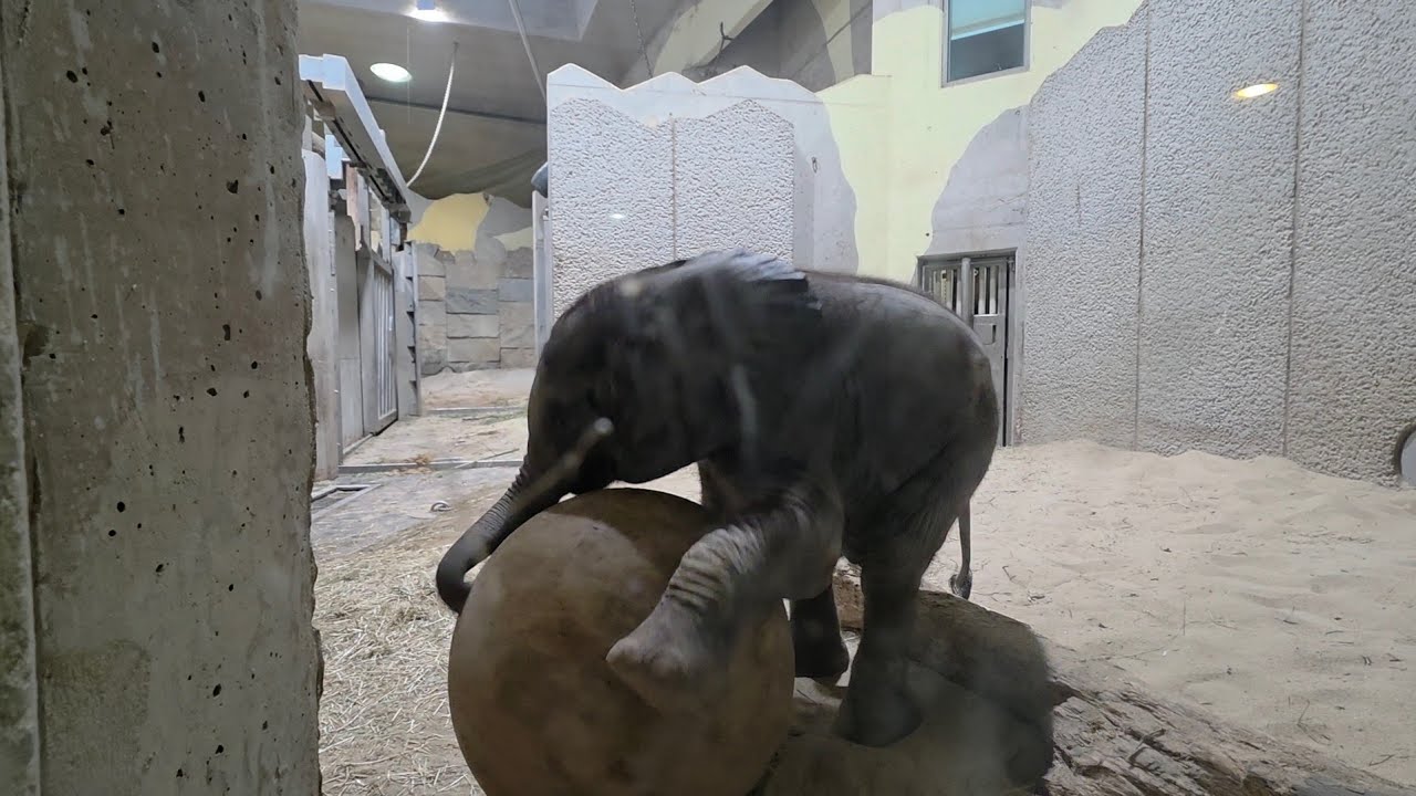 Baby Elephant Maputo‘s dribble skills