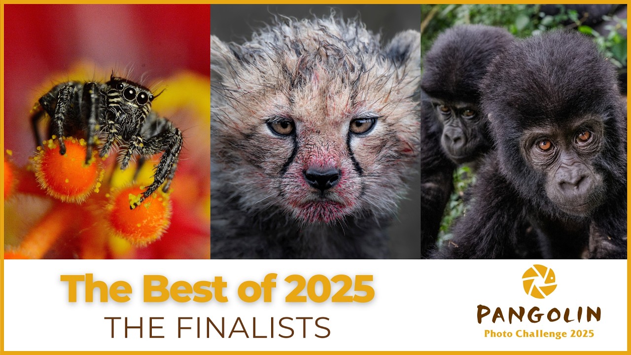Best of 2025 Finalists | Pangolin Photo Challenge