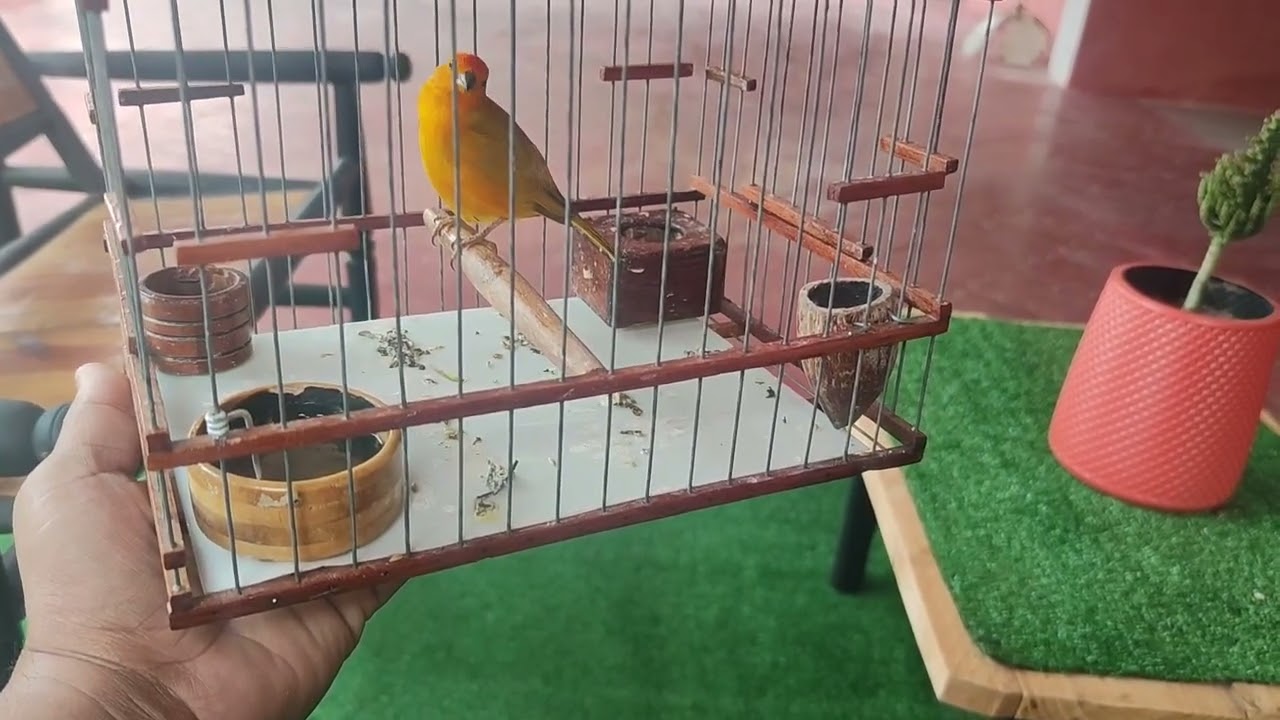 Canto mañanero de CANARIO CRIOLLO 🐝