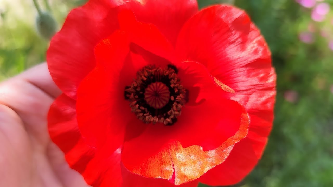 Winter flowers 