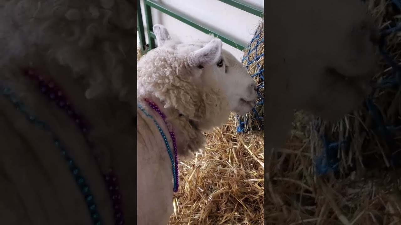 Cooler than I thought - Sheep eating hay through a cool feeder at Topsfield Fair.