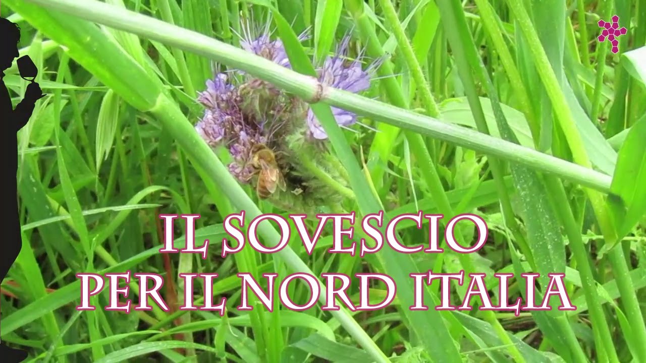 Il sovescio per il nord Italia