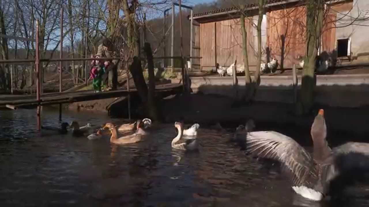 Drůbeží ZOO pana Kopřivy - leden 2015