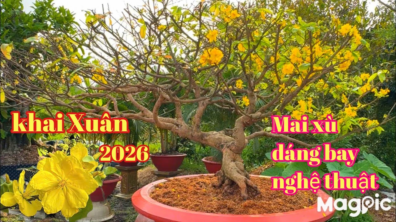 Phương Diệu Zalo 👉 0941313369 Gl đầu xuân mai vàng bonsai xù, dáng bay nghệ thuật tại CT.