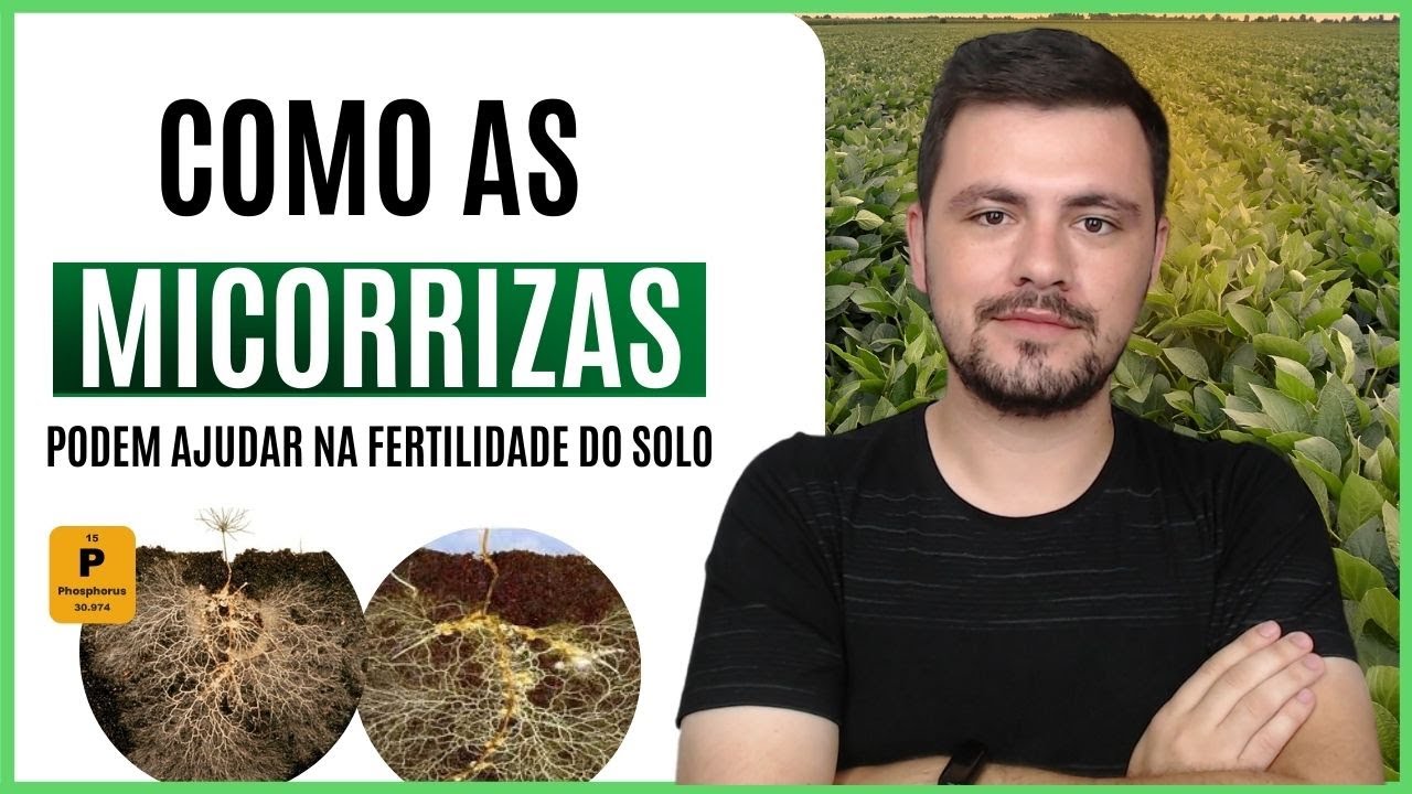 Como as MICORRIZAS podem nos ajudar a produzir alimentos