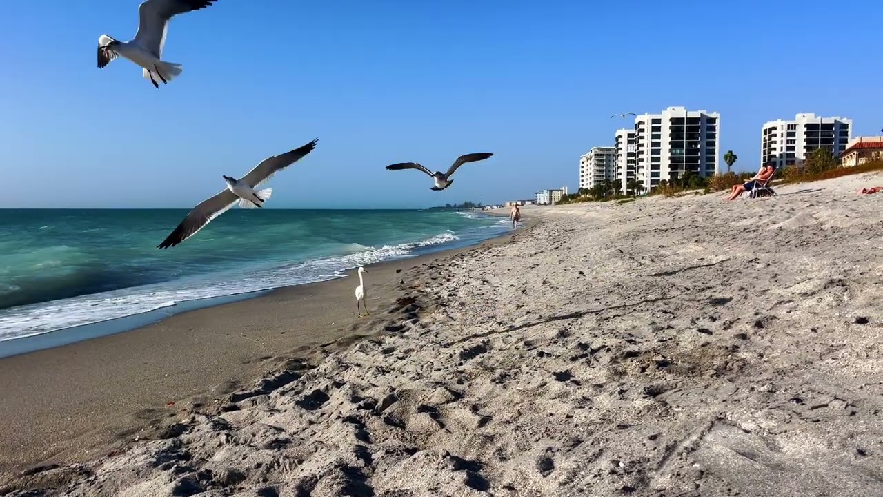 Relaxing walk on the beach in Venice Florida. #beach #birds #relaxing