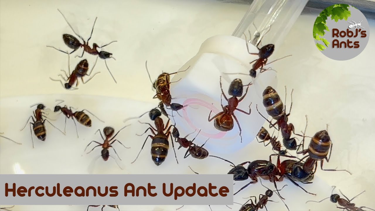 Camponotus herculeanus | Time To Move Nest