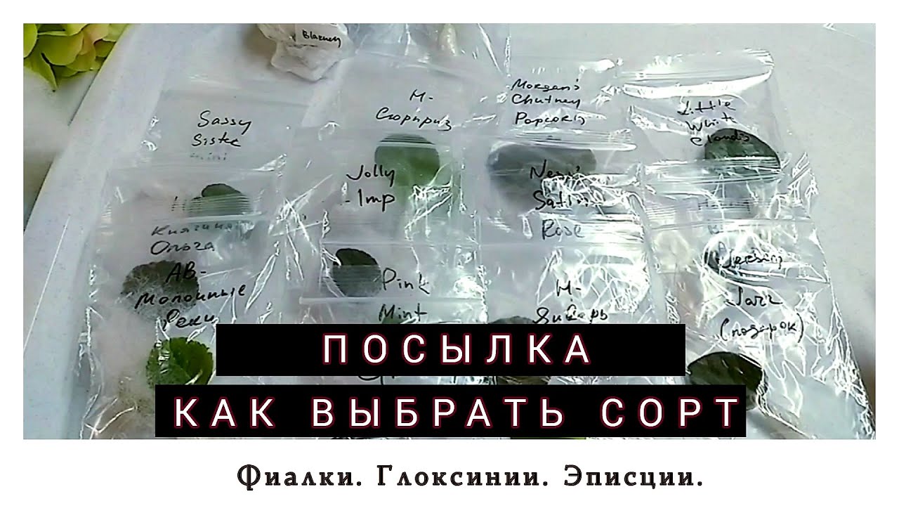 Посылка с фиалками. Как выбрать сорт?
