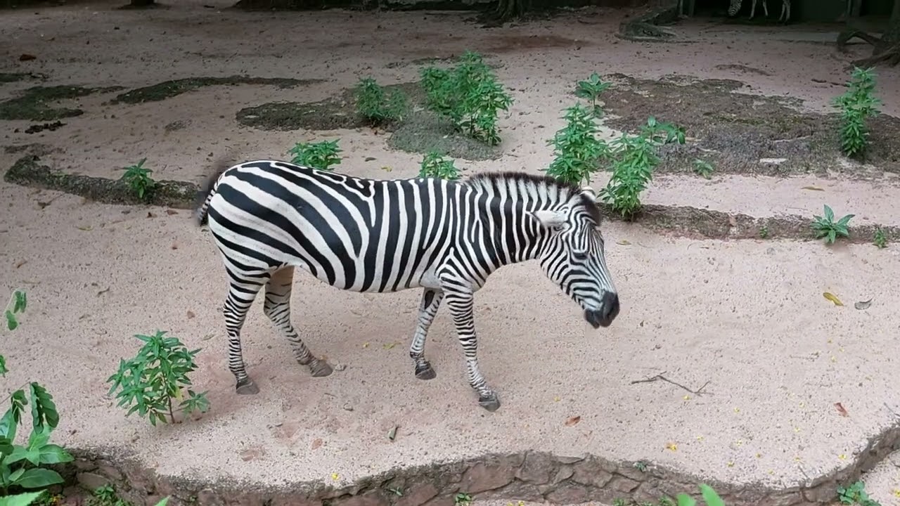 BEAUTIFUL ZEEBRAS | ZEEBRA WILDLIFE |  ZEEBRAS IN ZOO
