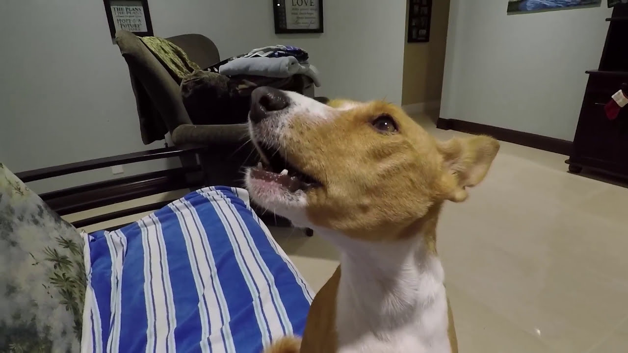 Basenji Yodel
