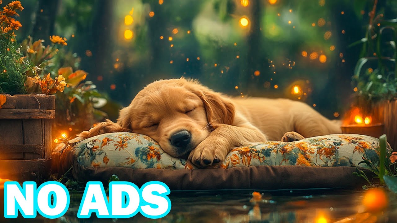 12 часов нежной, успокаивающей музыки для собак 🌙 Нежные, спокойные фоновые звуки помогают собакам