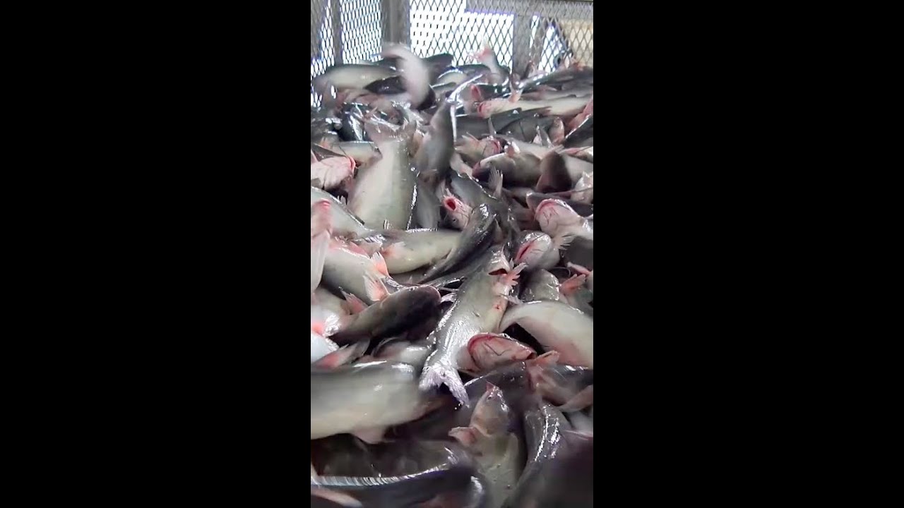 Mercy For Animals&rsquo; state policy manager spoke in support of fish 🐟💙