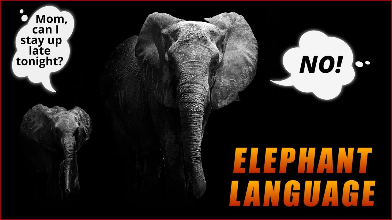 Language Of Elephants  - How Does The Biggest Land Animal Communicate?