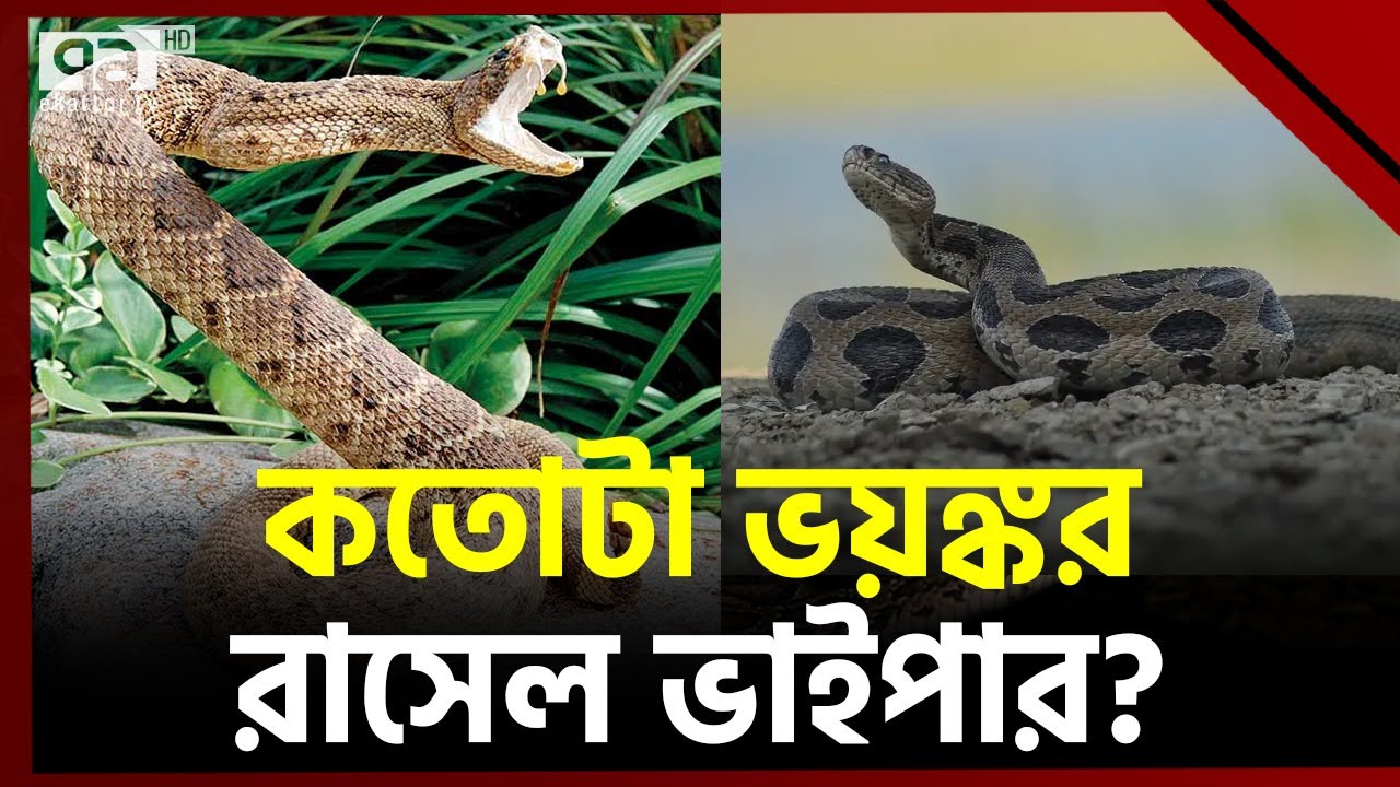 সাপের মধ্যে আক্রমণ ও হিংস্রতায় প্রথম স্থানে রাসেল ভাইপার! | Russells Viper | Ekattor TV