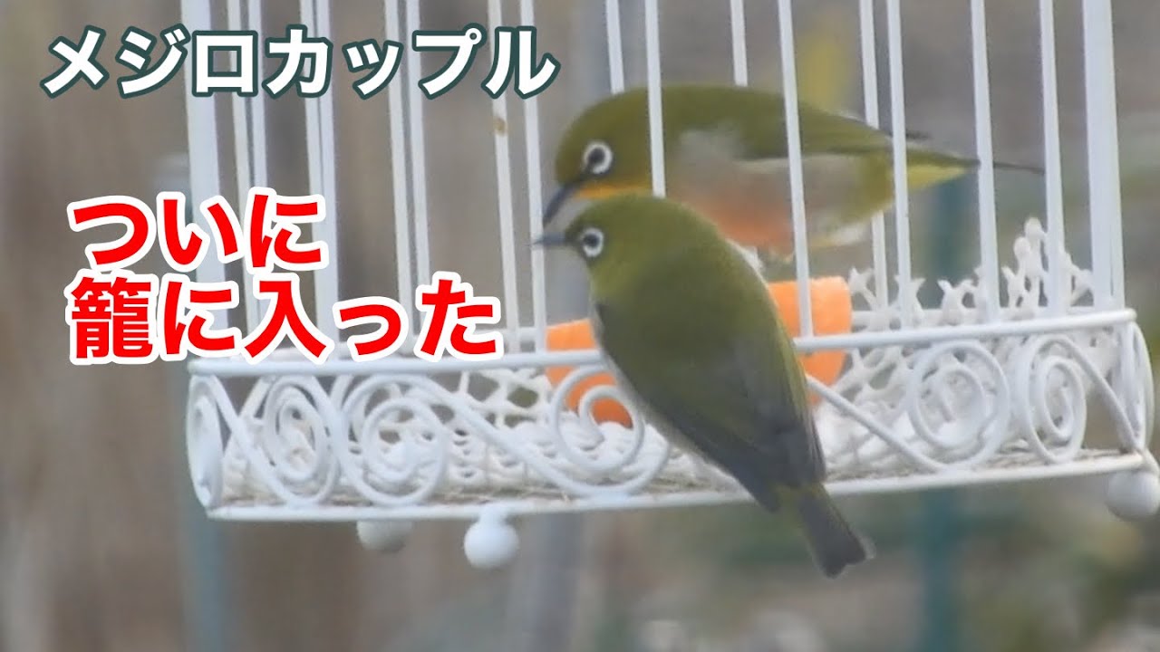 まるおの母　まるこの宿根草と低木の庭　2026 02 05 メジロカップルが、籠に入って、ポンカン🍊を食べるようになりました。かなりの大食漢と判明。今日は、いつの間にか11種類の野鳥が来ていました😅