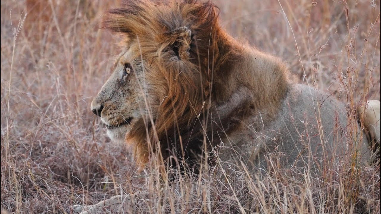 Two Big Male Lions Split Up (Mantimahle Males)