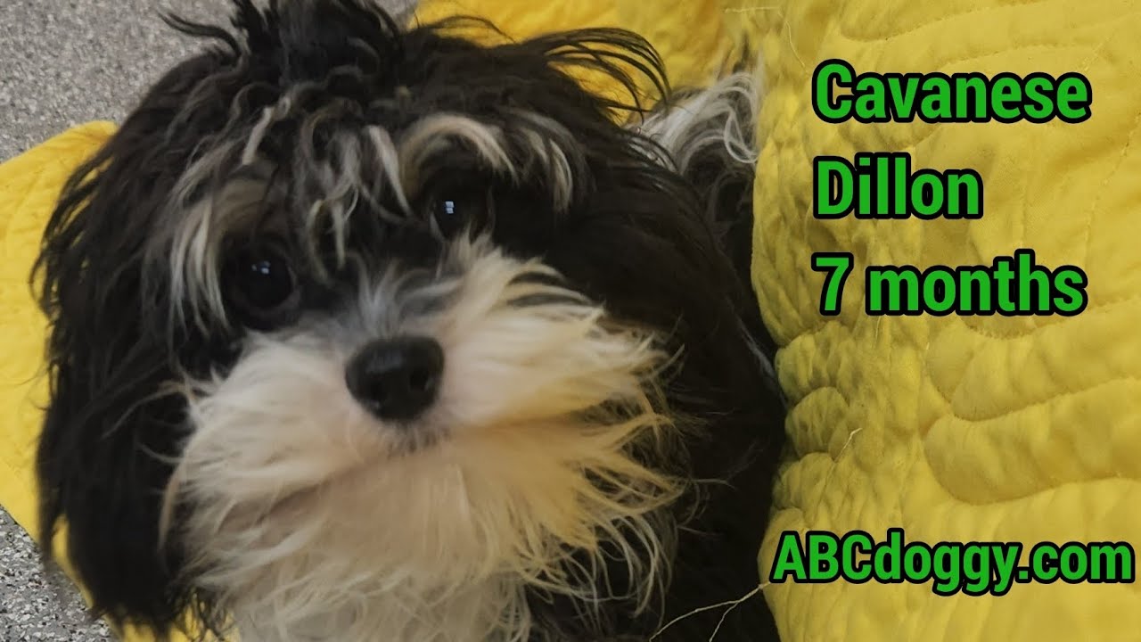 Cavanese- Dillon * ABCdoggy.com 