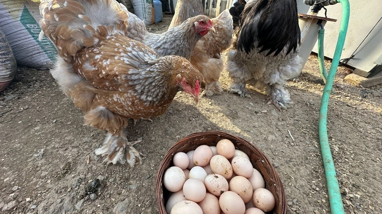 SEPET DOLDU TAŞIYOR | KÜMESLERİ TEMİZLEDİM