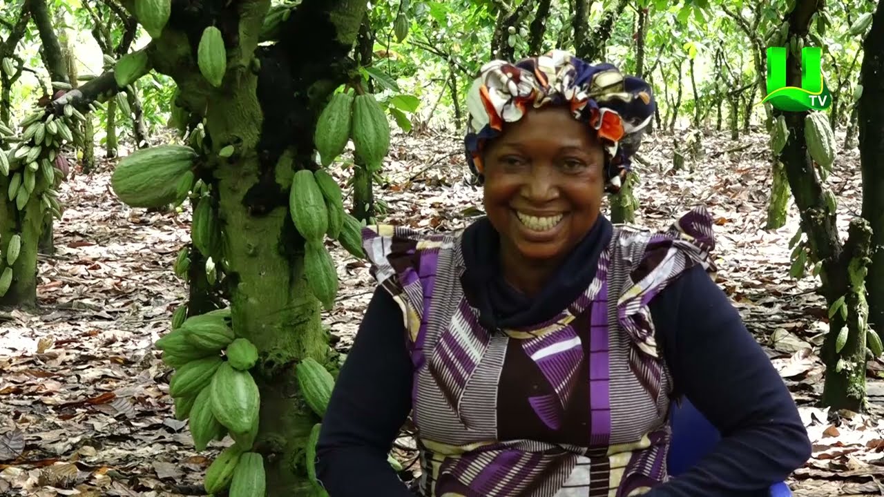 AYEKOO: 2024 COCOA POLLINATION