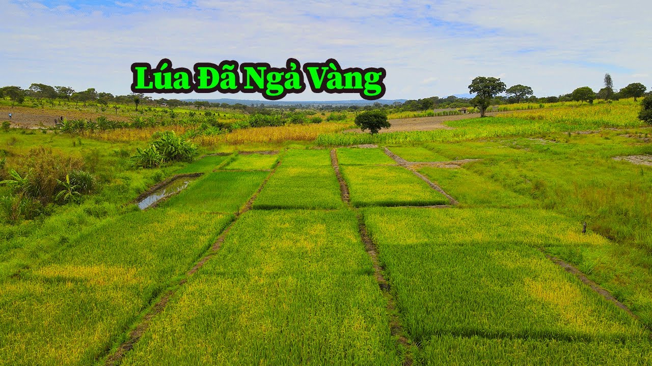 Quang Dũng ||Cánh Đồng Lúa Nông Trại Số 1 Đã Báo Hiệu Gần Đến Ngày Thu Hoạch