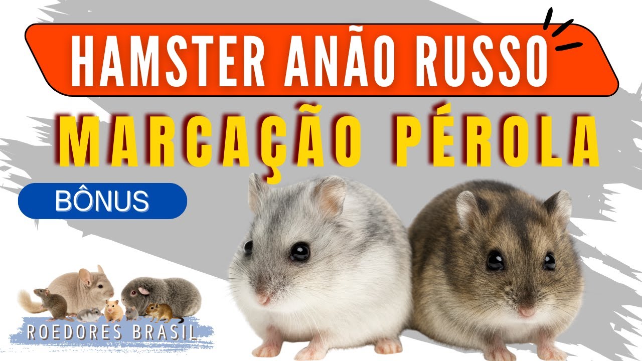 🐹 EPISÓDIO Bônus – Cores e Genética do Hamster Anão Russo: Guia Completo dos Pérolas!