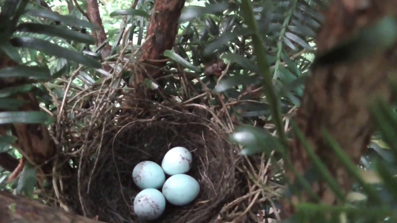bullfinch , nest eggs bird chicks.