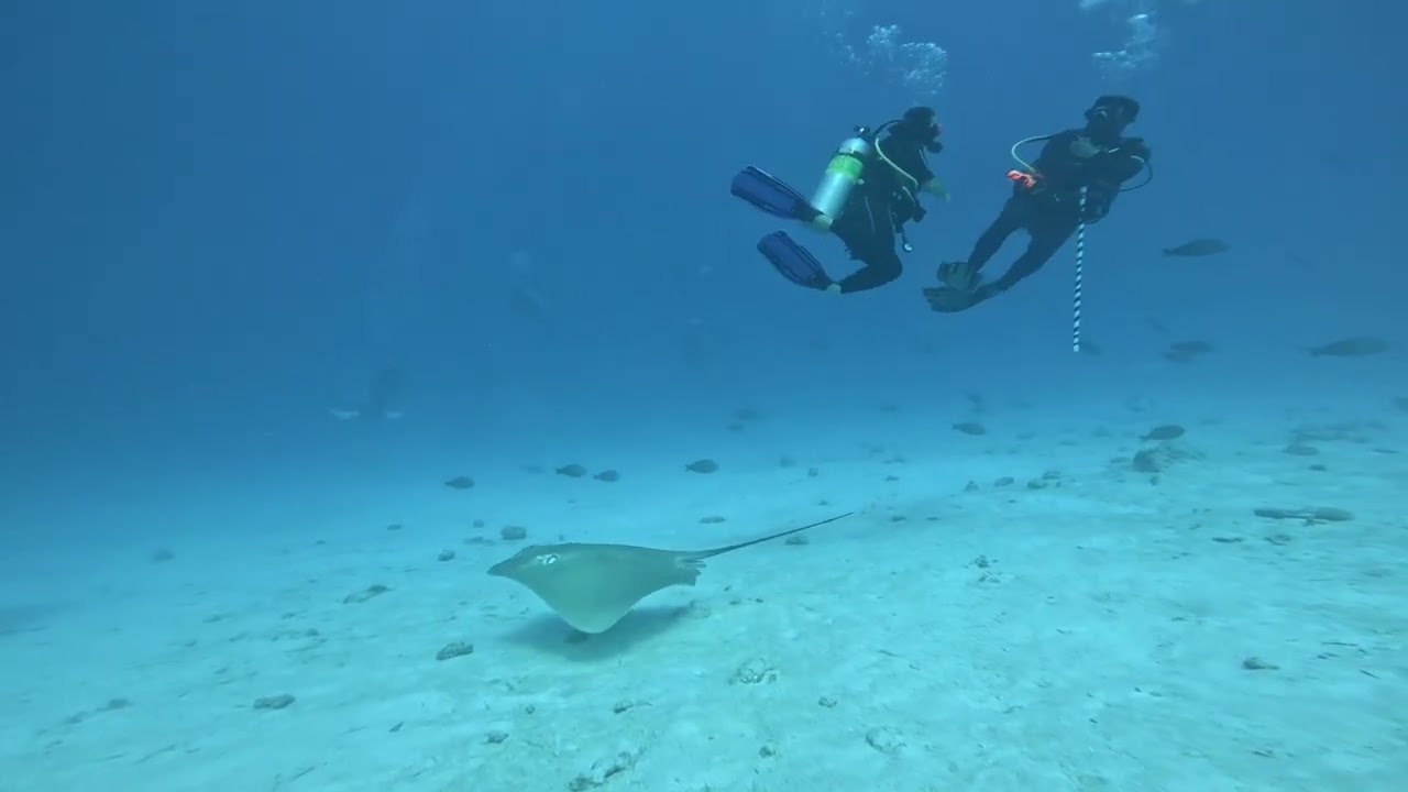 Diving around Bandos Island, Maldives 
