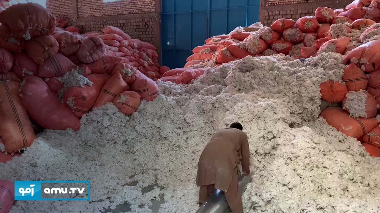 کندهار کې د پنبې د پروسس لويه فابريکه فعاله شوه